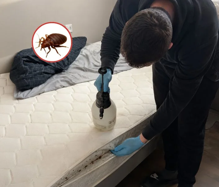 Technicien traitant un matelas contre les punaises de lit à Vert-Saint-Denis
